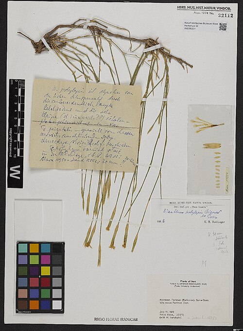 Dianthus polylepis: Dianthus polylepis — Herbarium specimen from . Khorasan, Fariman (Farieman), Sar-e-Band; hills above Fariman Dam. [= (Farīmān), Prov. Razavi Khorasan], Iran. Co
