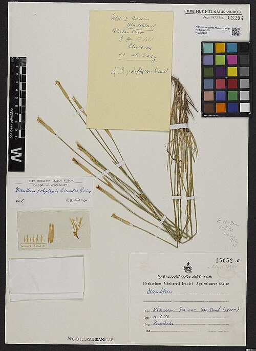 Dianthus polylepis: Dianthus polylepis — Herbarium specimen from . Khorasan, Fariman (Farieman), Sar-e-Band (1400 m). [= (Farīmān), Prov. Razavi Khorasan], Iran. Collected by Irans