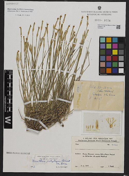 Dianthus polylepis: Dianthus polylepis — Herbarium specimen from Persia, Khorasan, montes Kúh-e Hézar Masjed ca. 50 km bor. ab oppido Mashhad, Iran. Collected by Soják,J. Iter Pers