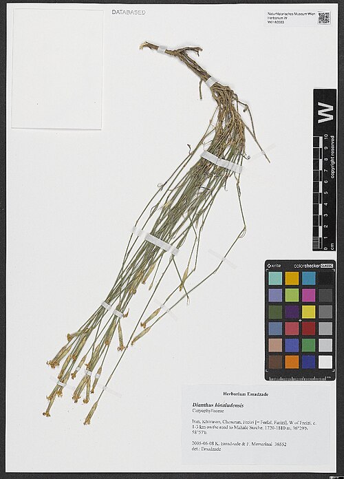 Dianthus polylepis: Dianthus polylepis — Herbarium specimen from Khorasan, Chenaran, Freizi [= Ferīzī, Farīzī], W of Freizi, c. 1-3 km on the road to Mahale Surche, 1720-1810 m, 36