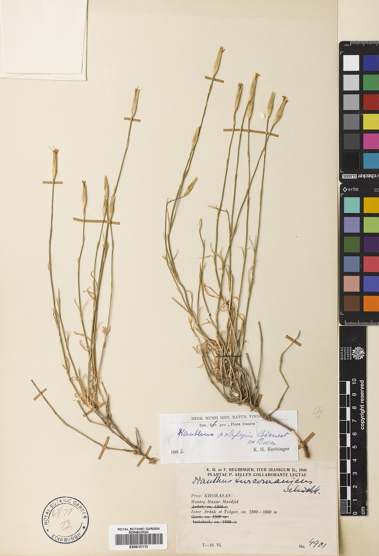 Dianthus polylepis: Dianthus polylepis — Herbarium specimen from montes Hazar Masdjid, inter Ardak et Tolgor, Iran. Collected by Rechinger, Karl Heinz & Rechinger, Frida (1948-06-0