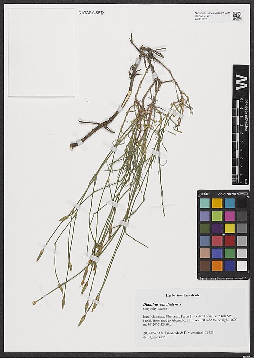 Dianthus polylepis: Dianthus polylepis — Herbarium specimen from Khorasan, Chenaran, Freizi [= Ferīzī, Farīzī], c. 2 km SW Freizi, from road to Abgand c. 2 km on first road to the 