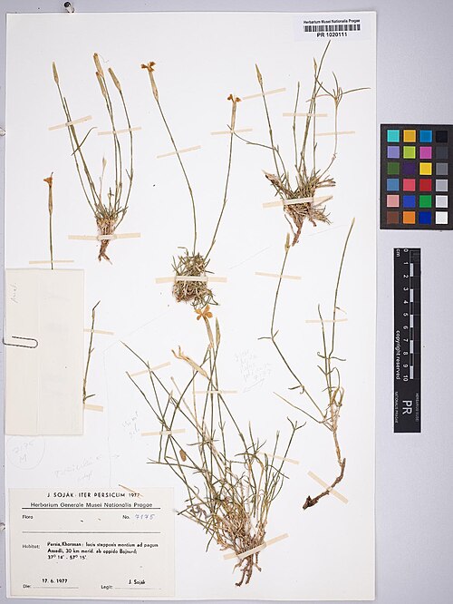 Dianthus polylepis: Dianthus polylepis — Herbarium specimen from Persia, Khorasan, locis stepposis montium ad pagum Assadli, 30 km merid. ab oppido Bojnurd, 37°14' - 57°15', Iran.