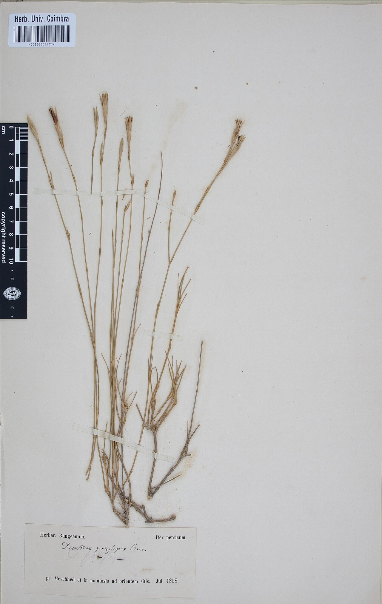 Dianthus polylepis: Photograph of Type of Dianthus polylepis at Herbarium of the University of Coimbra, Portugal (COI). Specimen COI00059835. http://coicatalogue.uc.pt/specimen/COI