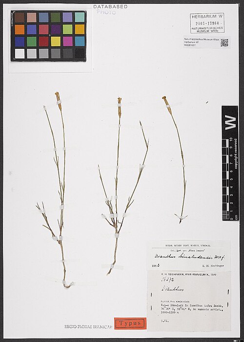 Dianthus polylepis: Dianthus polylepis — Herbarium specimen from Persia, Prov. Khorasan, Kuh-e Binalud, In faucibus infra Zoshk, 36°20'N, 59°01'E, in saxosis schist., 1600-1700m.,