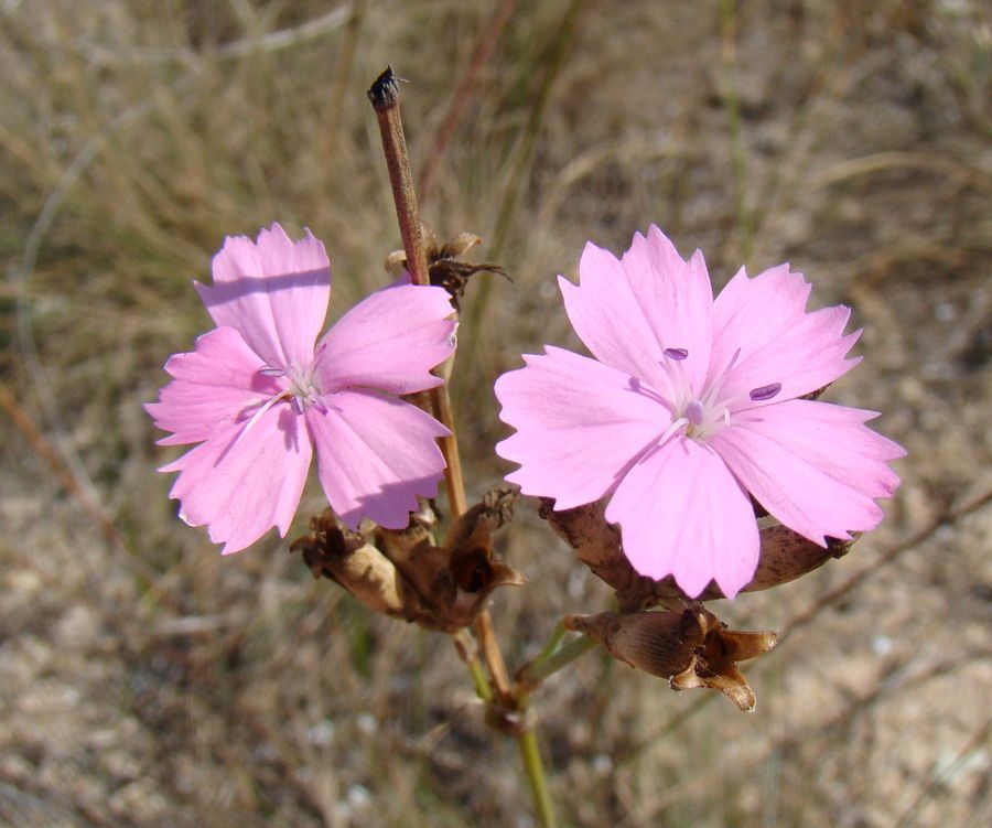 Dianthus polymorphus: Dianthus polymorphus