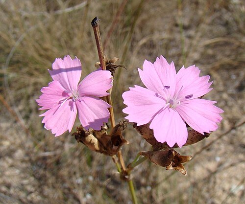 Dianthus polymorphus: Dianthus polymorphus