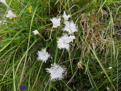 Dianthus praecox (Dianthus praecox)