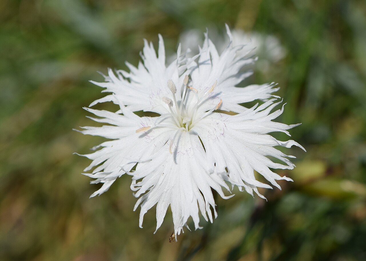 Dianthus praecox: Dianthus praecox in PAN Botanical Garden in Warsaw
