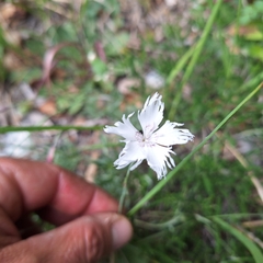 Dianthus praecox (Dianthus praecox)