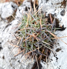 Dianthus praecox (Dianthus praecox)