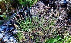 Dianthus praecox (Dianthus praecox)