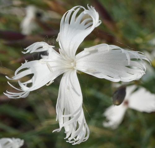 Dianthus praecox (Dianthus praecox)