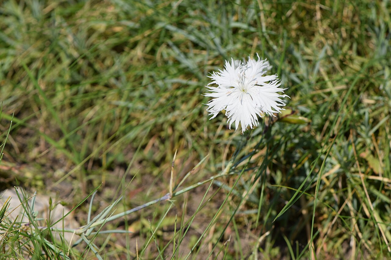 Dianthus praecox: Dianthus praecox in PAN Botanical Garden in Warsaw