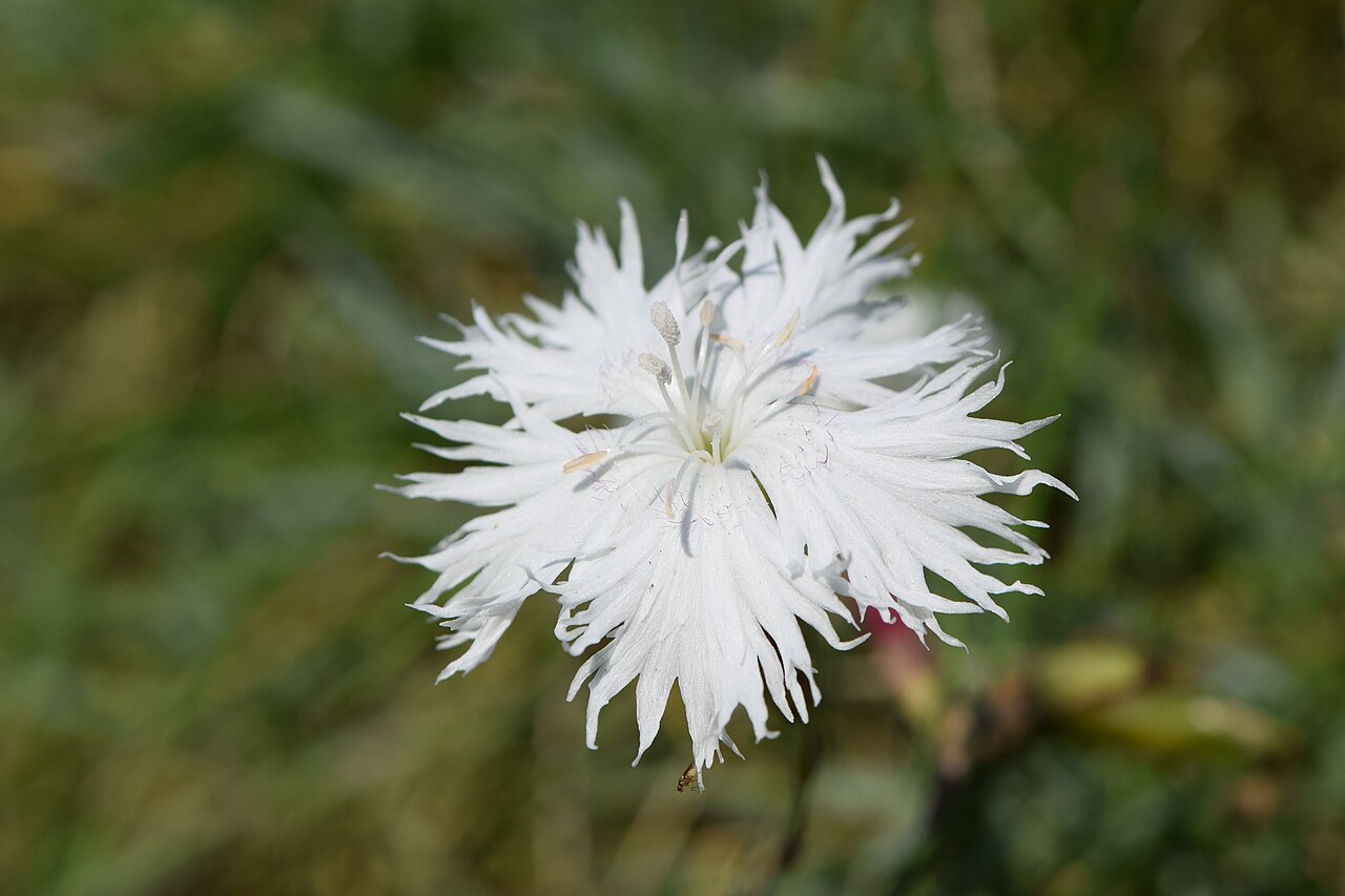 Dianthus praecox: Dianthus praecox in PAN Botanical Garden in Warsaw