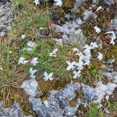 Dianthus praecox (Dianthus praecox)