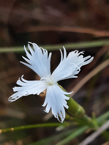Dianthus praecox (Dianthus praecox)