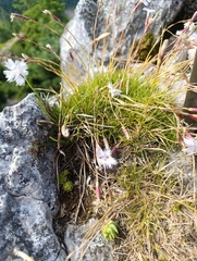 Dianthus praecox (Dianthus praecox)