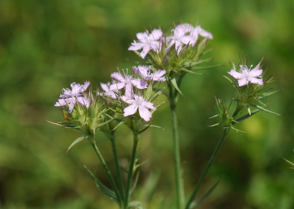 Dianthus pseudarmeria: Dianthus pseudarmeria