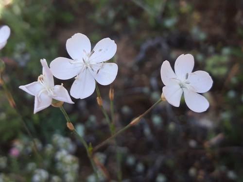 Dianthus pungens (Dianthus pungens)