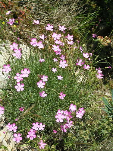 Dianthus pungens (Dianthus pungens)