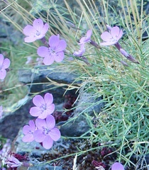 Dianthus pungens (Dianthus pungens)