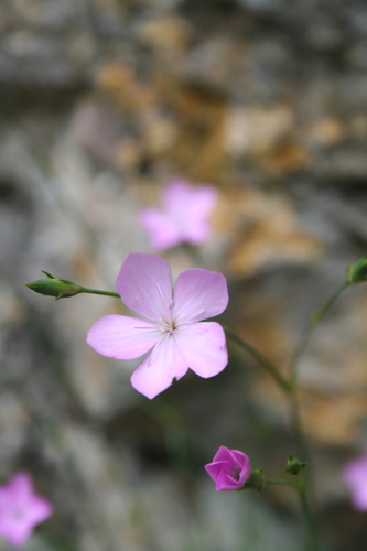 Dianthus pungens (Dianthus pungens)
