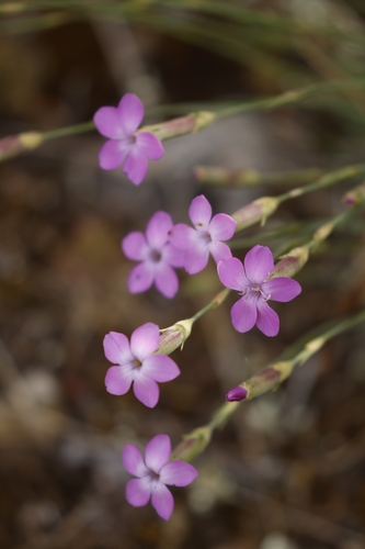 Dianthus pungens (Dianthus pungens)