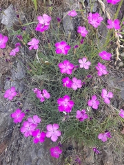 Dianthus pungens (Dianthus pungens)