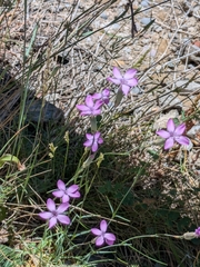 Dianthus pungens (Dianthus pungens)