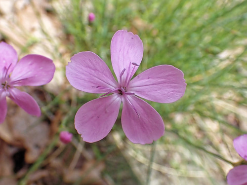 Dianthus pungens (Dianthus pungens)