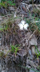 Dianthus pygmaeus (Dianthus pygmaeus)