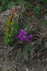 Dianthus pygmaeus (Dianthus pygmaeus)