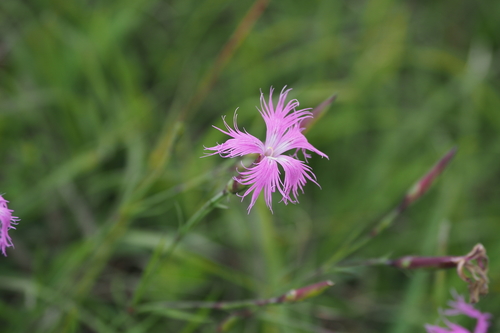 Dianthus pygmaeus (Dianthus pygmaeus)