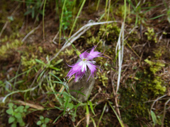 Dianthus pygmaeus (Dianthus pygmaeus)