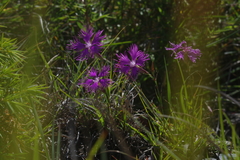 Dianthus pygmaeus (Dianthus pygmaeus)