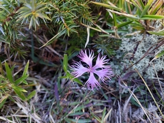 Dianthus pygmaeus (Dianthus pygmaeus)