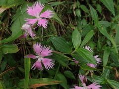 Dianthus pygmaeus (Dianthus pygmaeus)