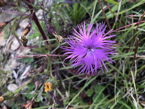 Dianthus pygmaeus (Dianthus pygmaeus)