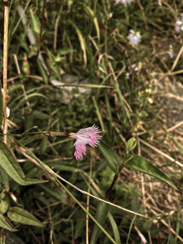 Dianthus pygmaeus (Dianthus pygmaeus)