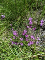Dianthus pygmaeus (Dianthus pygmaeus)