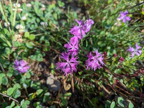 Dianthus pygmaeus (Dianthus pygmaeus)