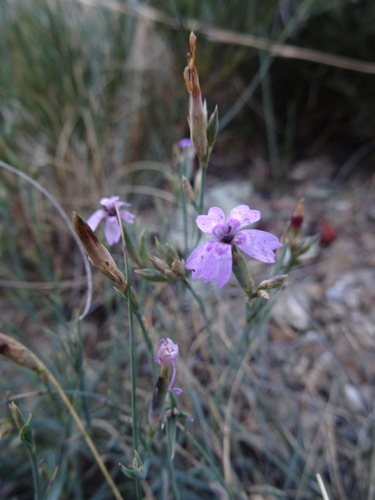 Dianthus pyrenaicus (Dianthus pyrenaicus)