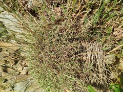 Dianthus pyrenaicus (Dianthus pyrenaicus)