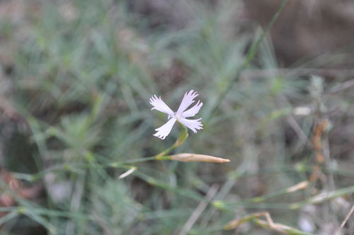 Dianthus pyrenaicus (Dianthus pyrenaicus)