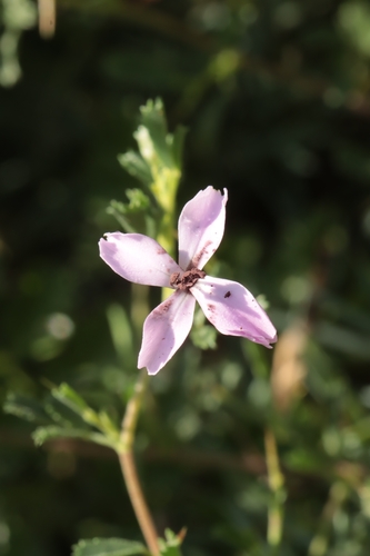 Dianthus pyrenaicus (Dianthus pyrenaicus)