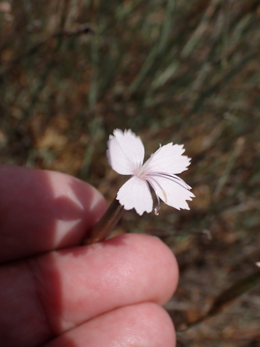 Dianthus pyrenaicus (Dianthus pyrenaicus)