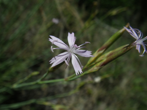 Dianthus pyrenaicus (Dianthus pyrenaicus)