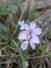 Dianthus pyrenaicus (Dianthus pyrenaicus)
