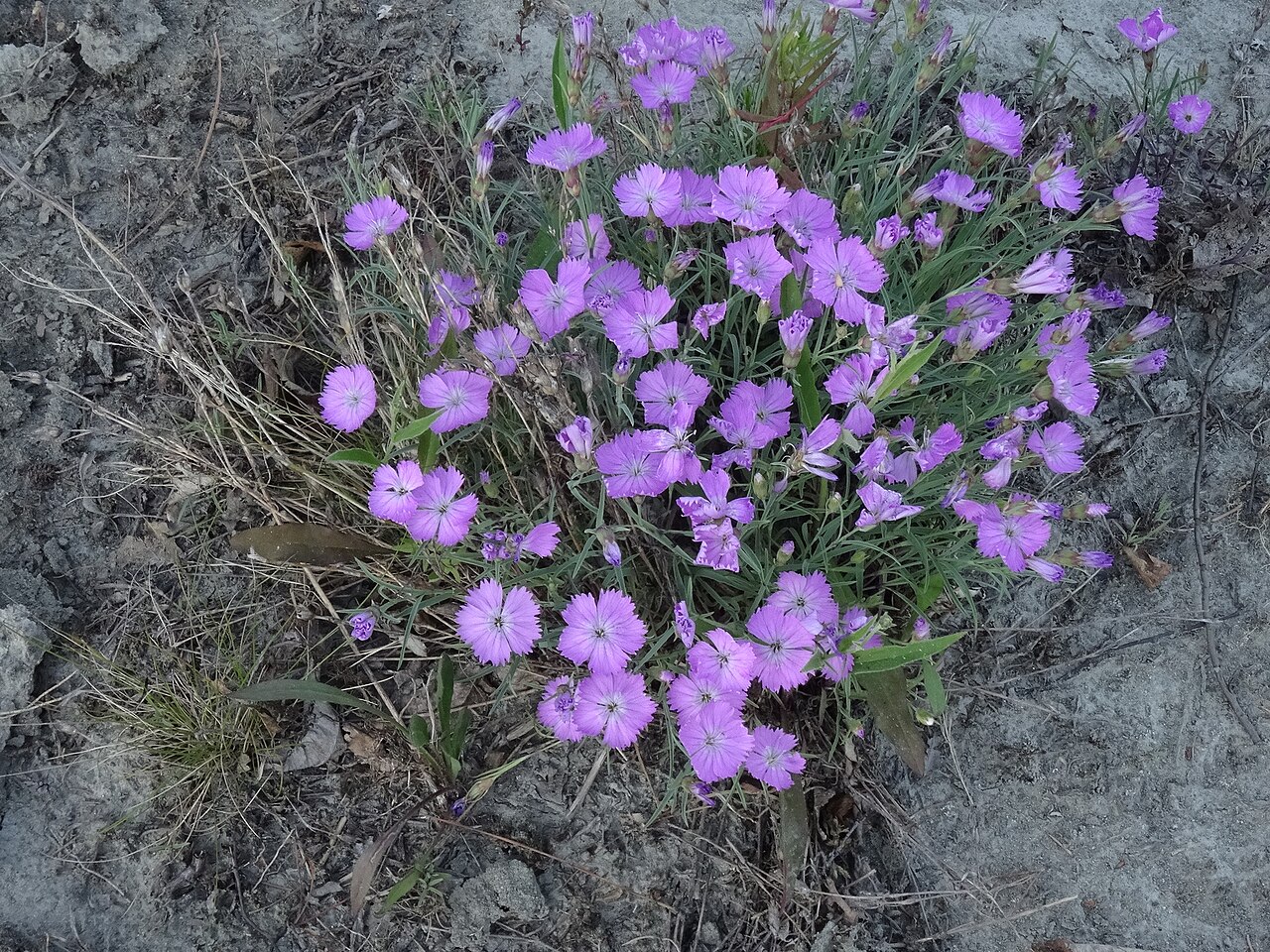 Boreal carnation: Northern Pink
